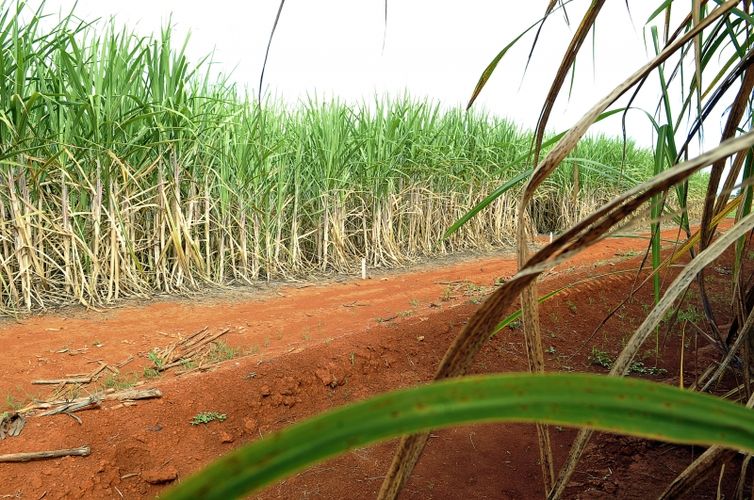 Brasil terá segunda maior safra de cana, segundo estimativa da Conab